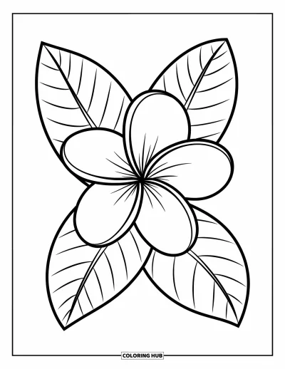 Hawaiianisches Blumen-Ausmalbild für Kinder: Große Plumeria-Blüte mit runden Blütenblättern und zwei großen Blättern