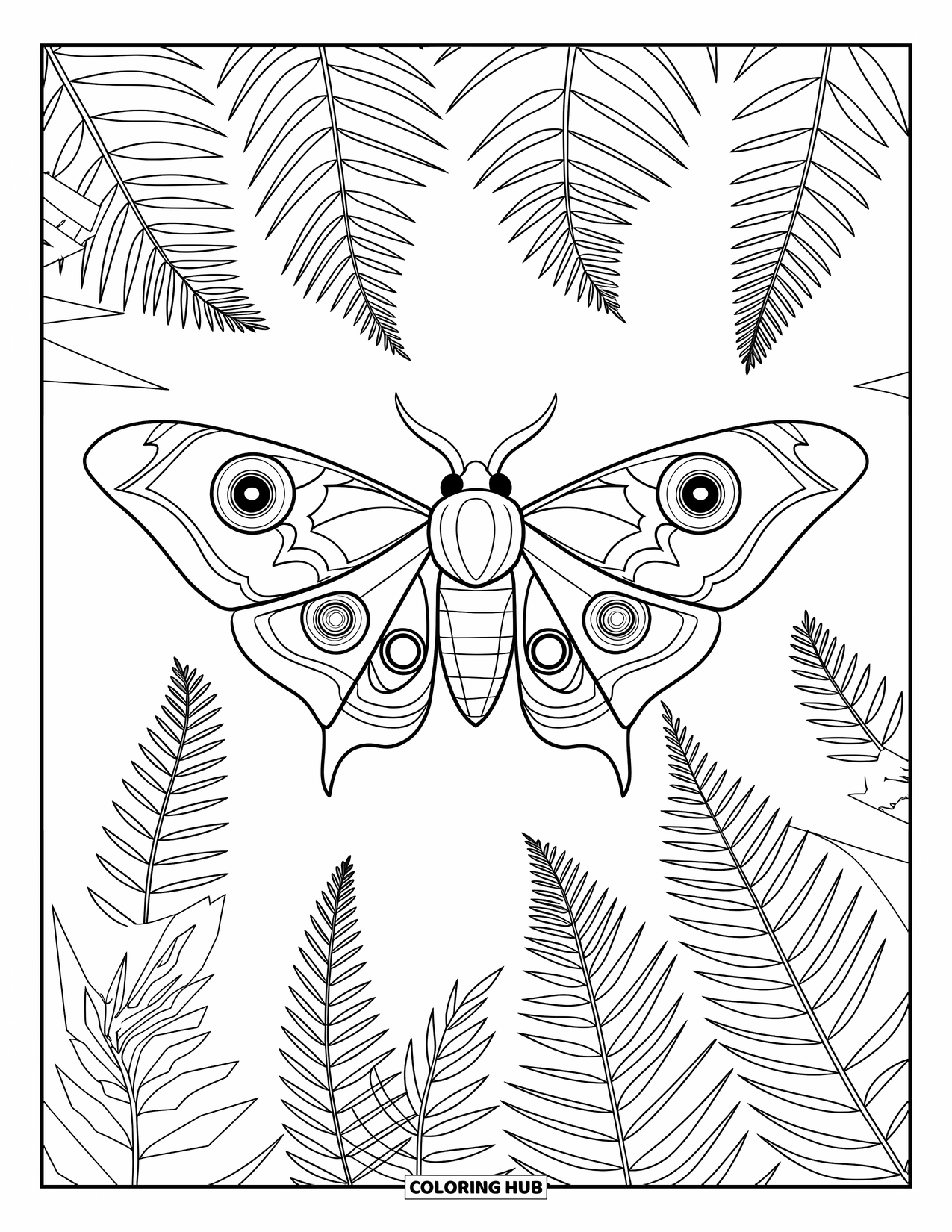 Moth Coloring Page for Kids: An Atlas moth rests above fern leaves in a peaceful forest