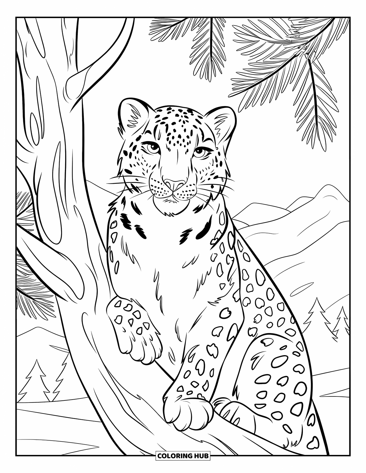 Snow Leopard Coloring Page for Kids: Alert snow leopard rests in a pine tree with mountains in the distance