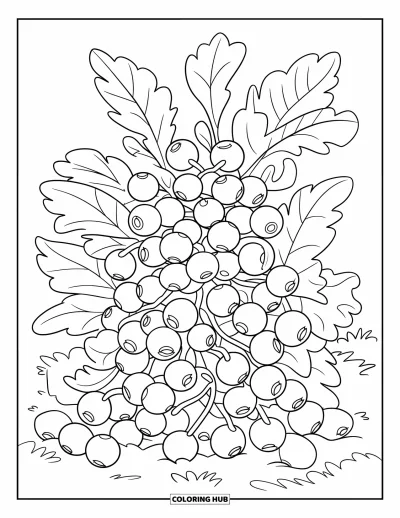 Beeren-Ausmalbild für Kinder: Blaubeerstrauch mit Beeren auf dem Boden rundherum