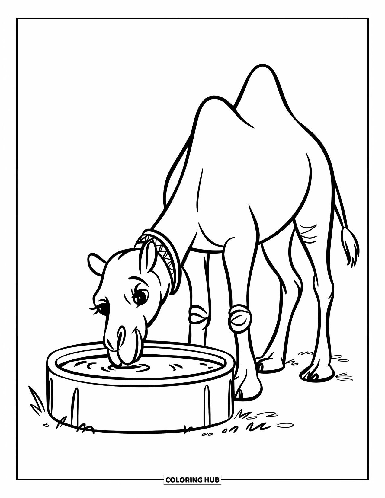 Camel Coloring Page for Kids: Camel with decorative collar drinking from a small round trough