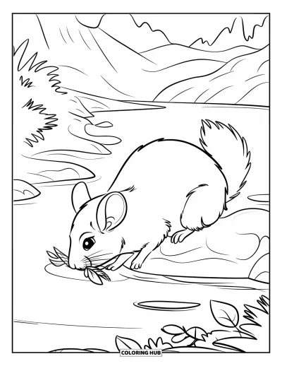 Coloriage de chinchilla pour enfants : Un chinchilla renifle des feuilles perché sur un rocher près d'un ruisseau tranquille