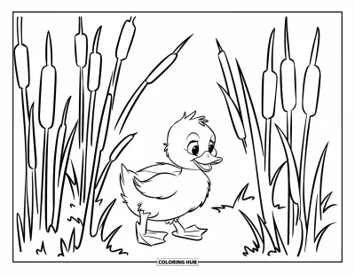 Desenho de patinhos para colorir para crianças: Patinho fofo passeando entre taboás e juncos altos