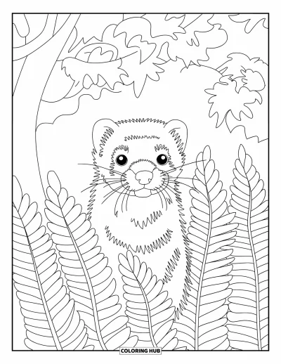 Desenho de furão para colorir para crianças: Um furão curioso espiando entre samambaias com árvores numa cena de floresta simples