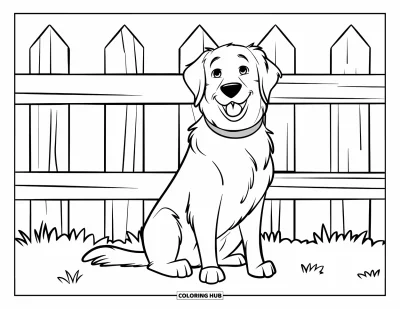 Desen de colorat cu Golden Retriever pentru copii: Un retriever pufos pozează lângă un gard alb și iarbă verde