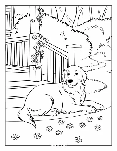 Desen de colorat cu Golden Retriever pentru copii: Un retriever pufos doarme lângă o prispă și o potecă bordată cu flori