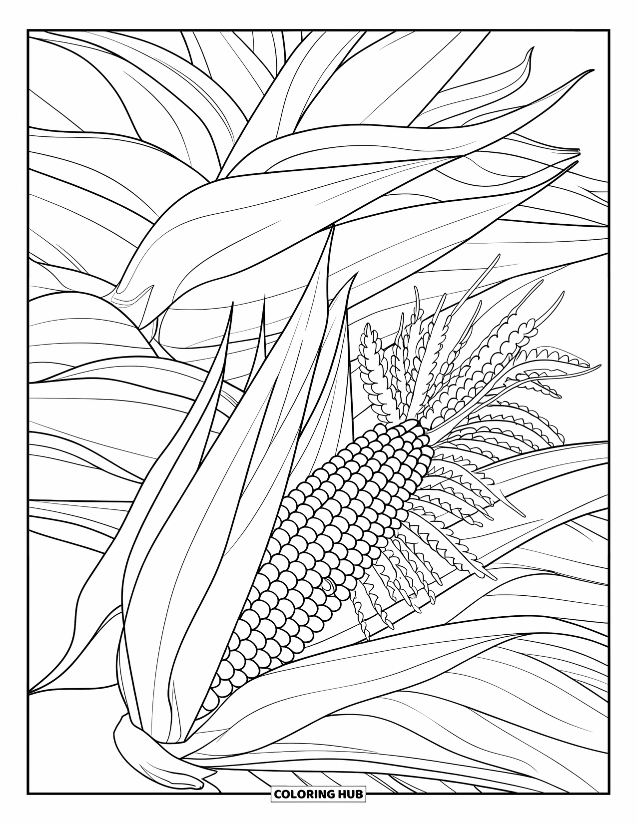 Harvest Coloring Page for Adults: Close-up of layered corn husks and ears of corn with curling silk strands