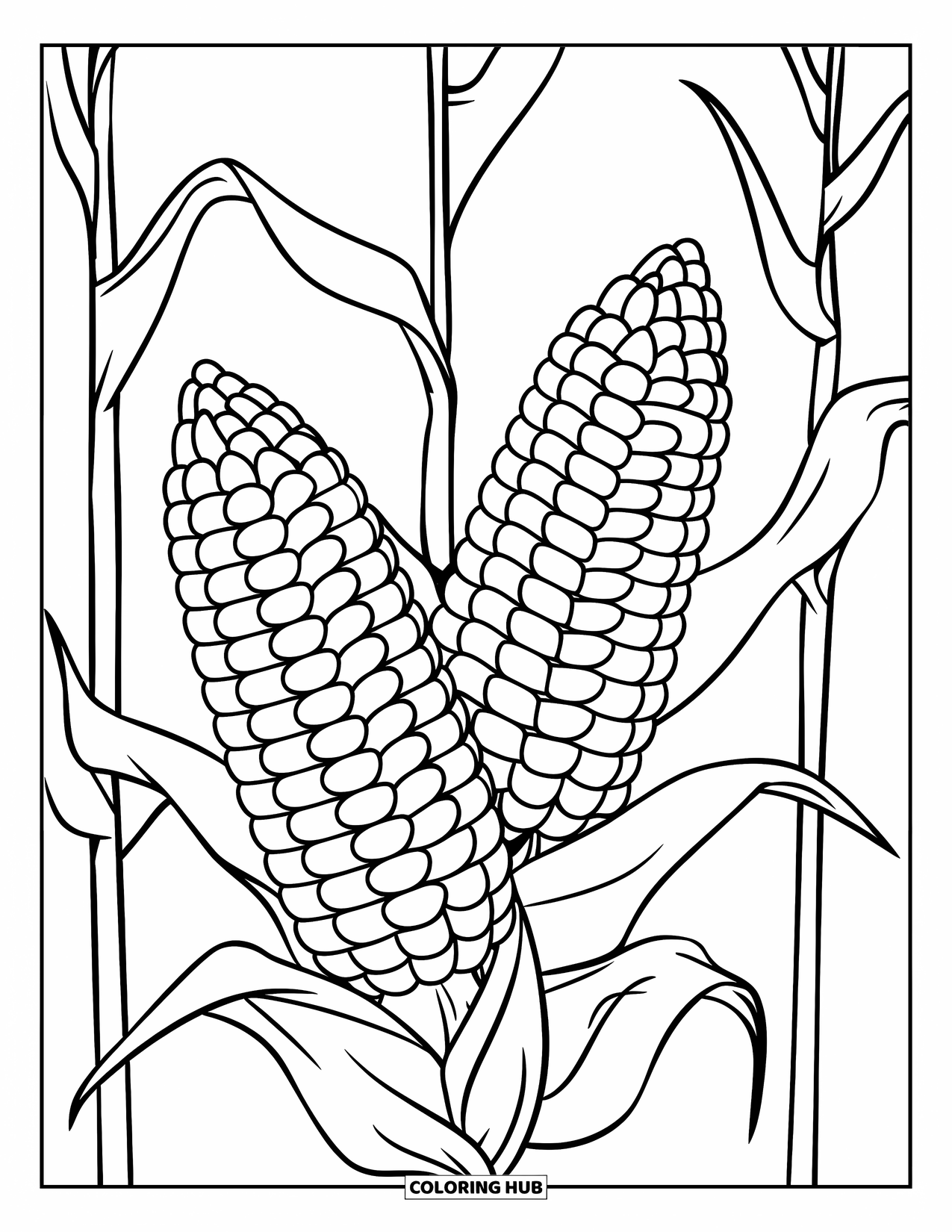 Harvest Coloring Page for Kids: A tall corn stalk with big ears of corn and a few leaves
