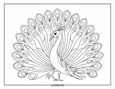 Coloriage d'Inde pour enfants : Paon aux plumes déployées dans un dessin simple