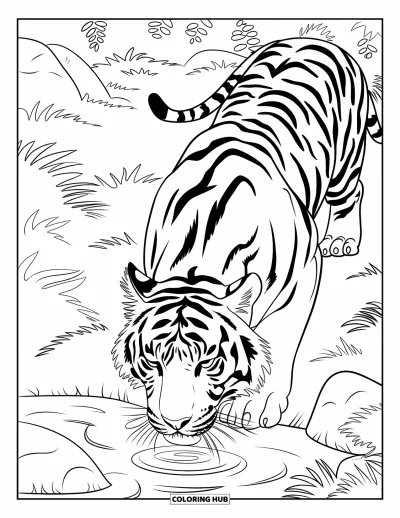 Coloriage d'Inde pour enfants : Tigre buvant de l'eau dans un ruisseau de forêt