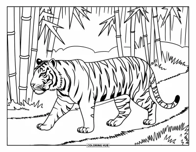 Coloriage d'Inde pour enfants : Tigre marchant sur un sentier dans une bambouseraie