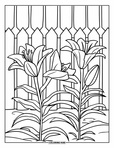 Lilien-Ausmalbild für Kinder: Lilien wachsen in einem Blumenbeet mit einem Zaun dahinter