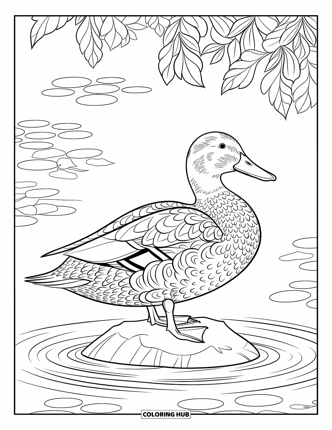 Mallard Duck Coloring Page for Adults: Mallard on a rock framed by a mandala of pond ripples and leaves