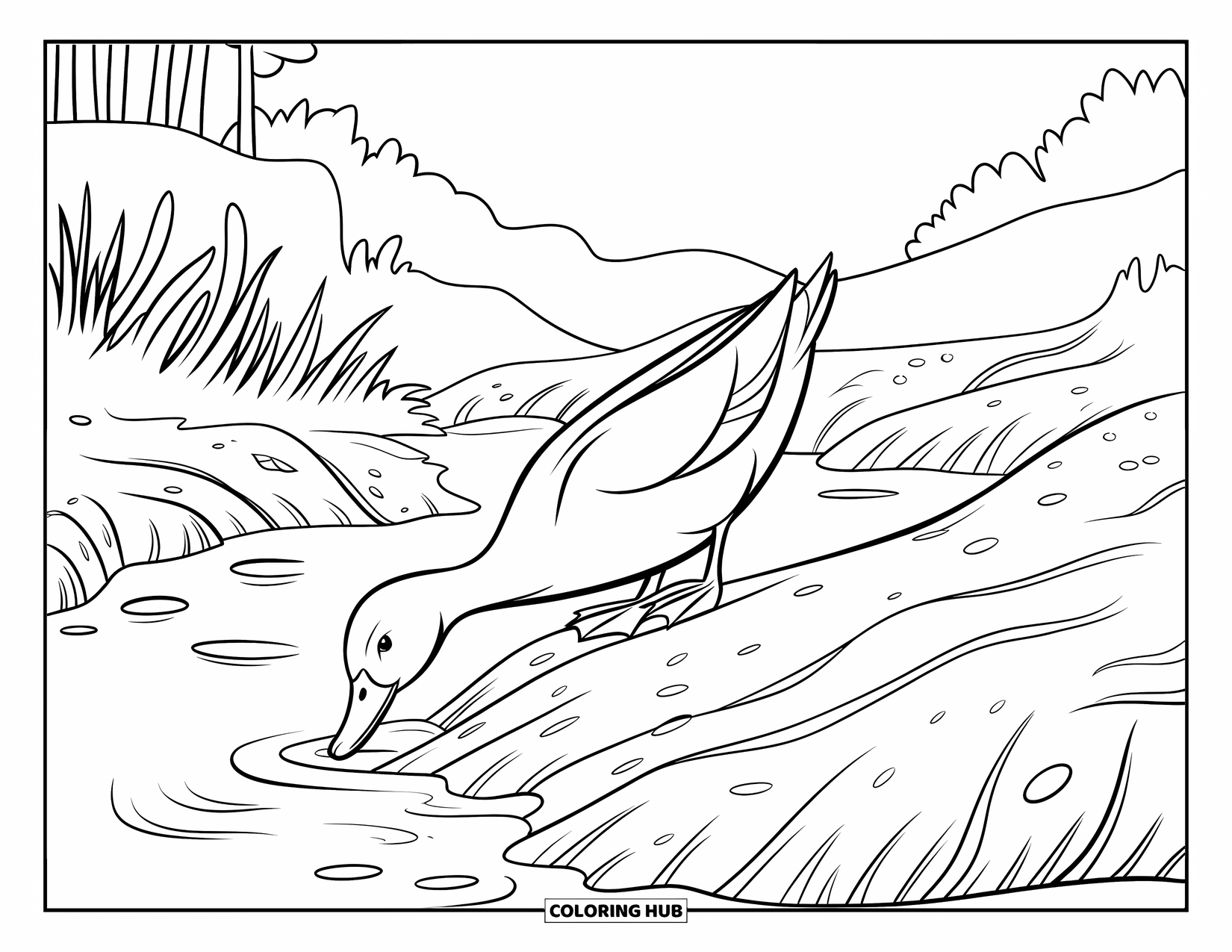 Mallard Duck Coloring Page for Kids: Mallard duck dipping its head in water along a muddy riverbank