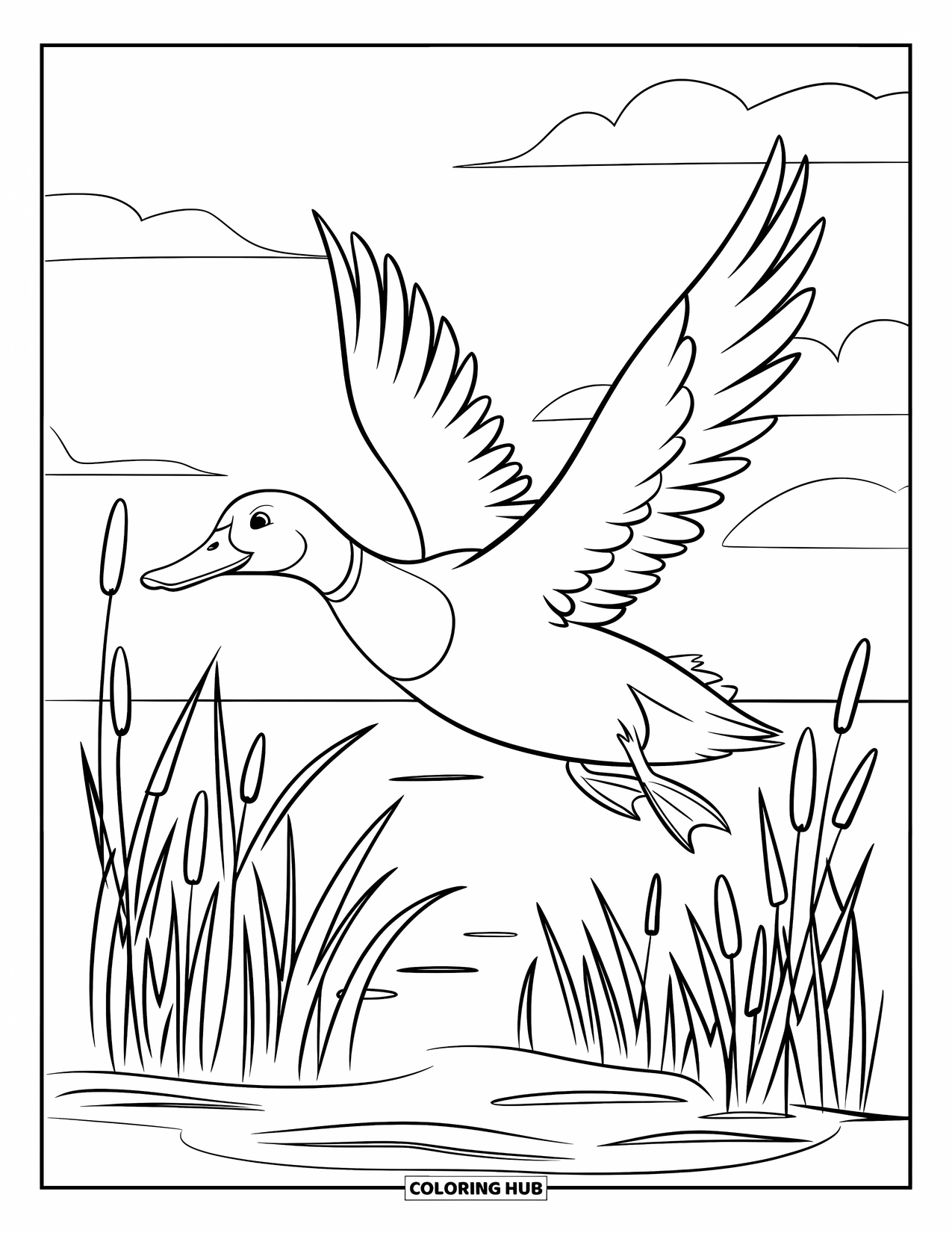Mallard Duck Coloring Page for Kids: Mallard duck flying over a marsh with tall reeds