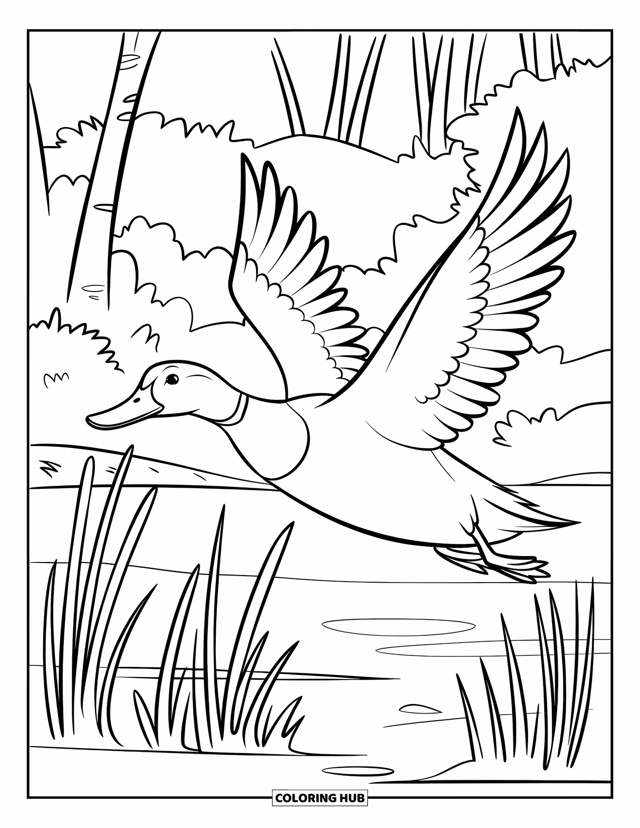 Mallard Duck Coloring Page for Kids: Mallard duck in flight over marshlands with calm water