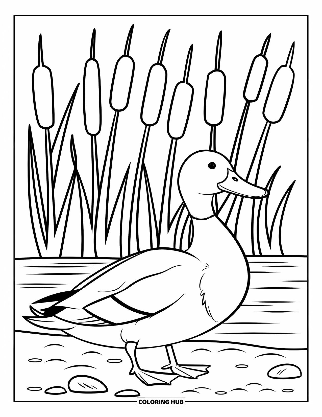 Mallard Duck Coloring Page for Kids: Mallard duck standing on shore with tall cattails