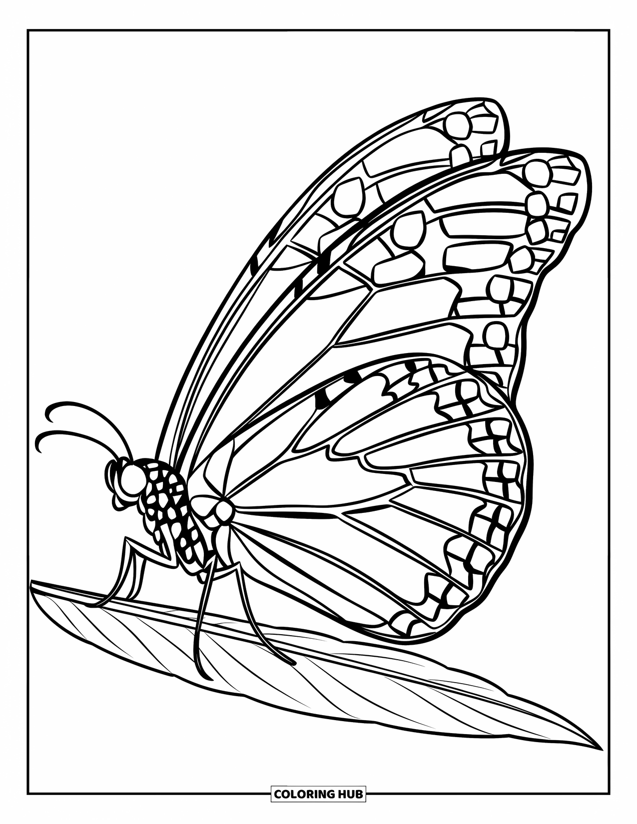 Monarch Butterfly Coloring Page for Kids: A butterfly with detailed wings rests on a quiet leaf