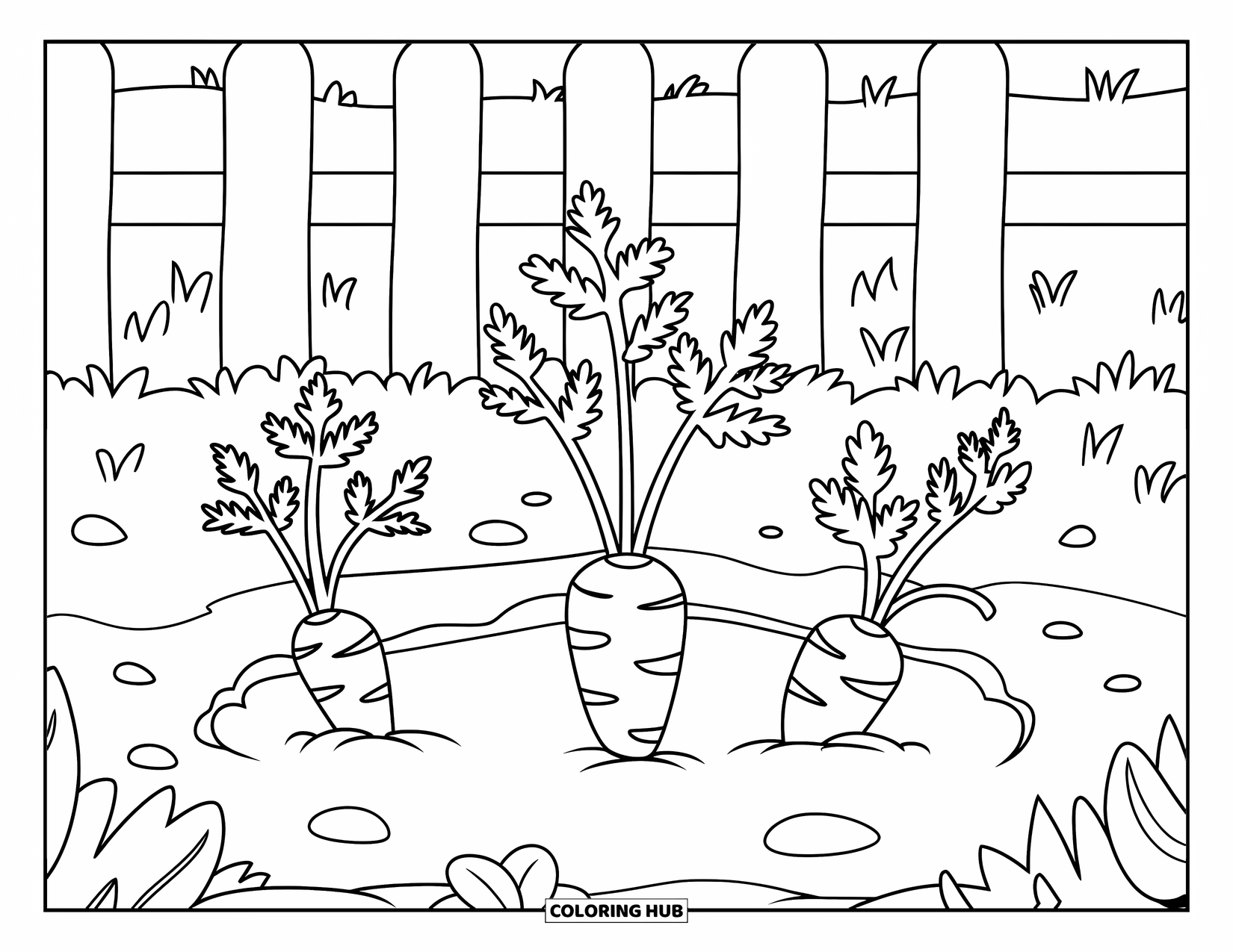 Orange Coloring Page for Kids: A small field of carrots grows behind a white picket fence