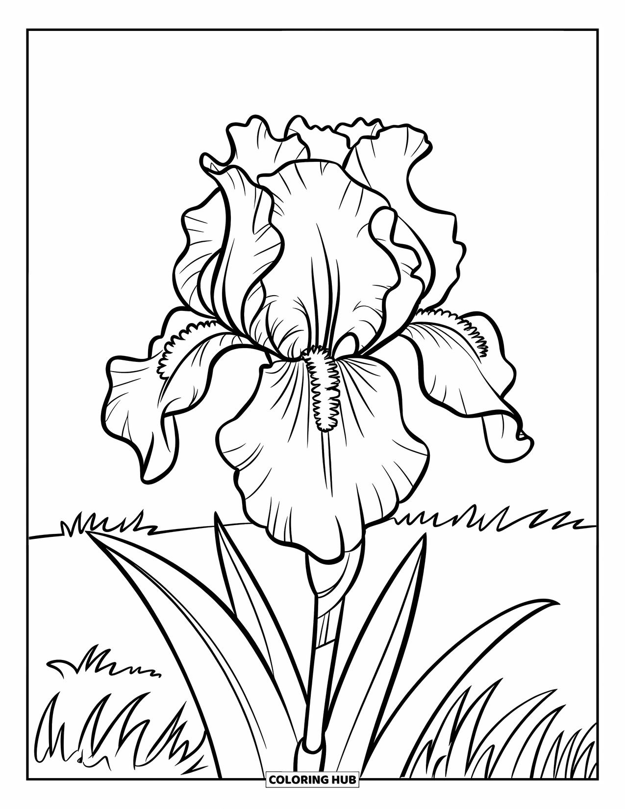 Purple Coloring Page for Kids: Big iris flower with three petals and one leaf in a field