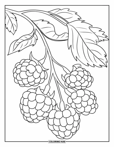Coloriage de violet pour enfants : Branche de mûres avec des baies mûres bien rondes et de plus petites baies non mûres