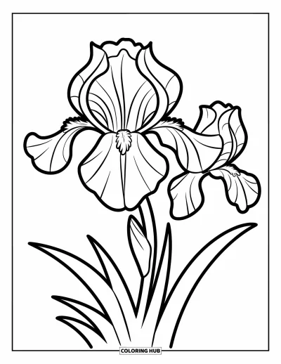 Coloriage de violet pour enfants : Fleur d'iris aux pétales marqués sur fond blanc