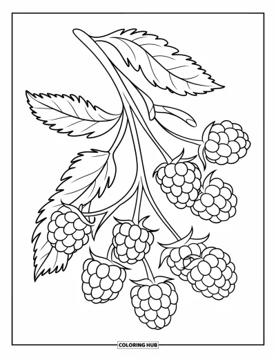 Coloriage de violet pour enfants : Branche de mûres courbée avec des baies mûres et non mûres