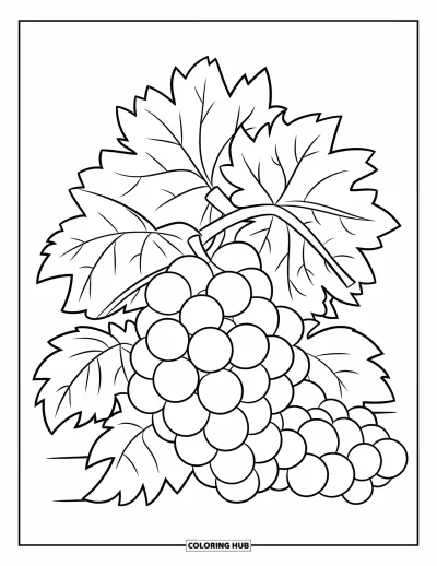 Coloriage de violet pour enfants : Grappe de raisin suspendue à la vigne avec des feuilles alentour