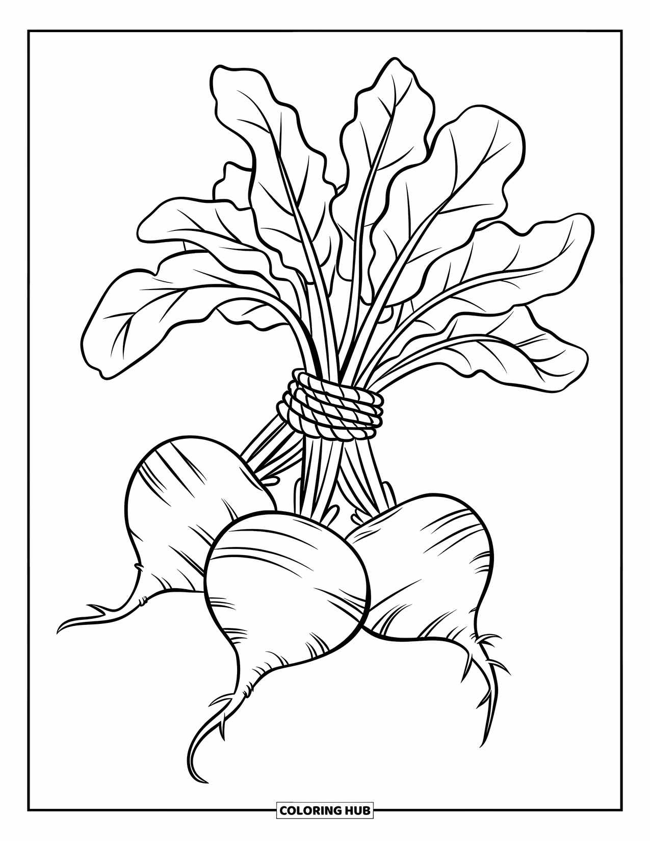 Purple Coloring Page for Kids: Large beetroots with leaves tied together with rope