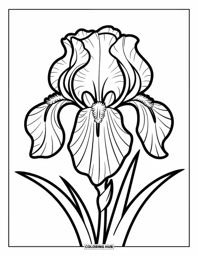 Coloriage de violet pour enfants : Grande fleur d'iris avec des contours nets et une seule feuille
