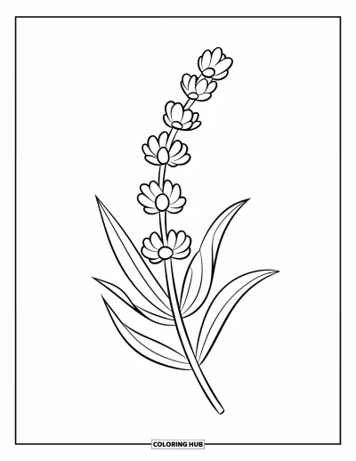 Coloriage de violet pour enfants : Brin de lavande avec de larges bouquets de fleurs et des feuilles