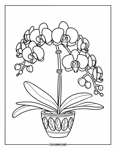 Coloriage de violet pour enfants : Orchidée rose avec des feuilles vertes dans un pot à motifs