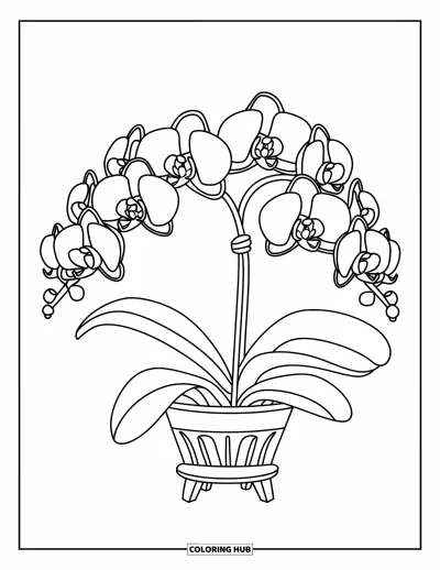 Coloriage de violet pour enfants : Orchidée violette avec des feuilles vertes dans un pot à motifs