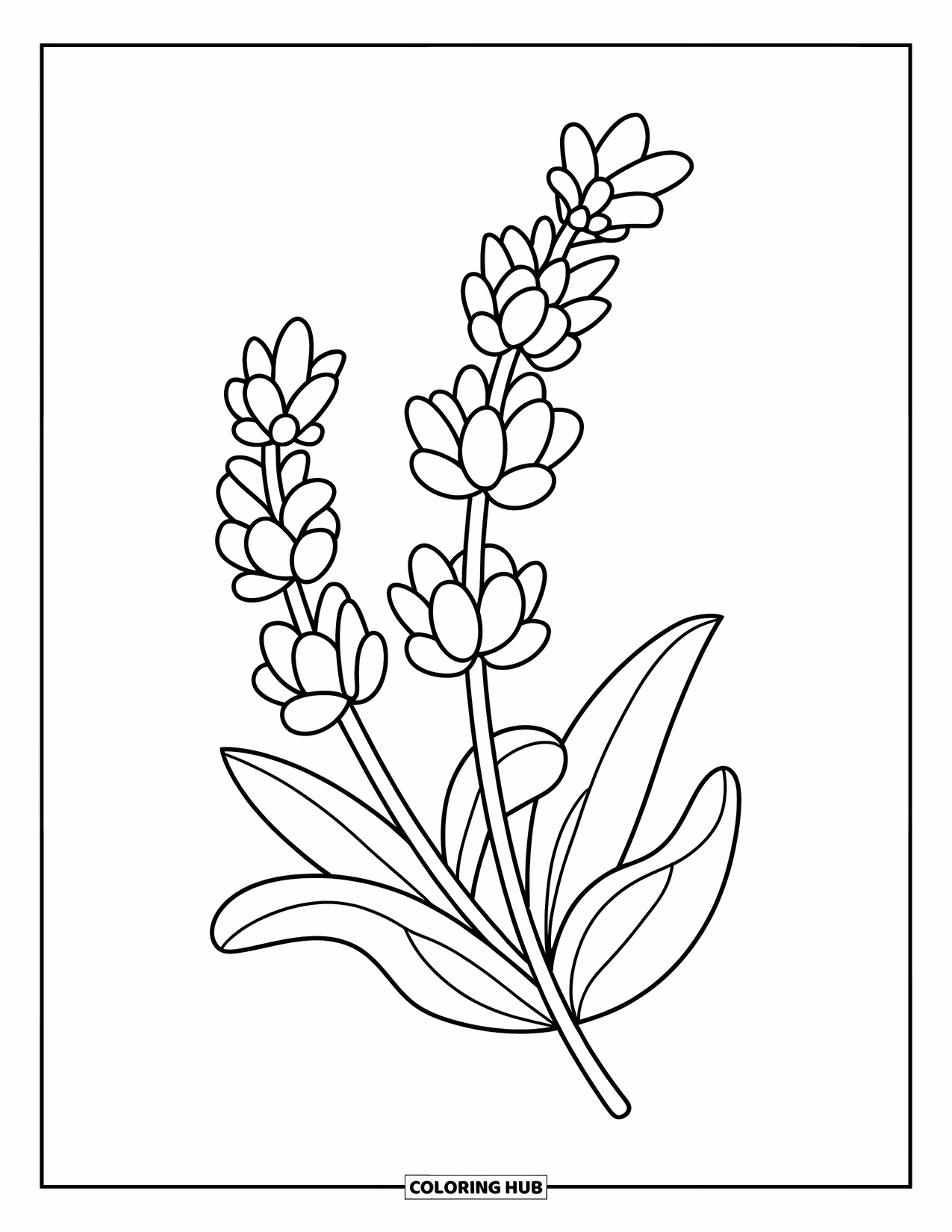 Purple Coloring Page for Kids: Simple lavender sprig with wide flowers and leaves