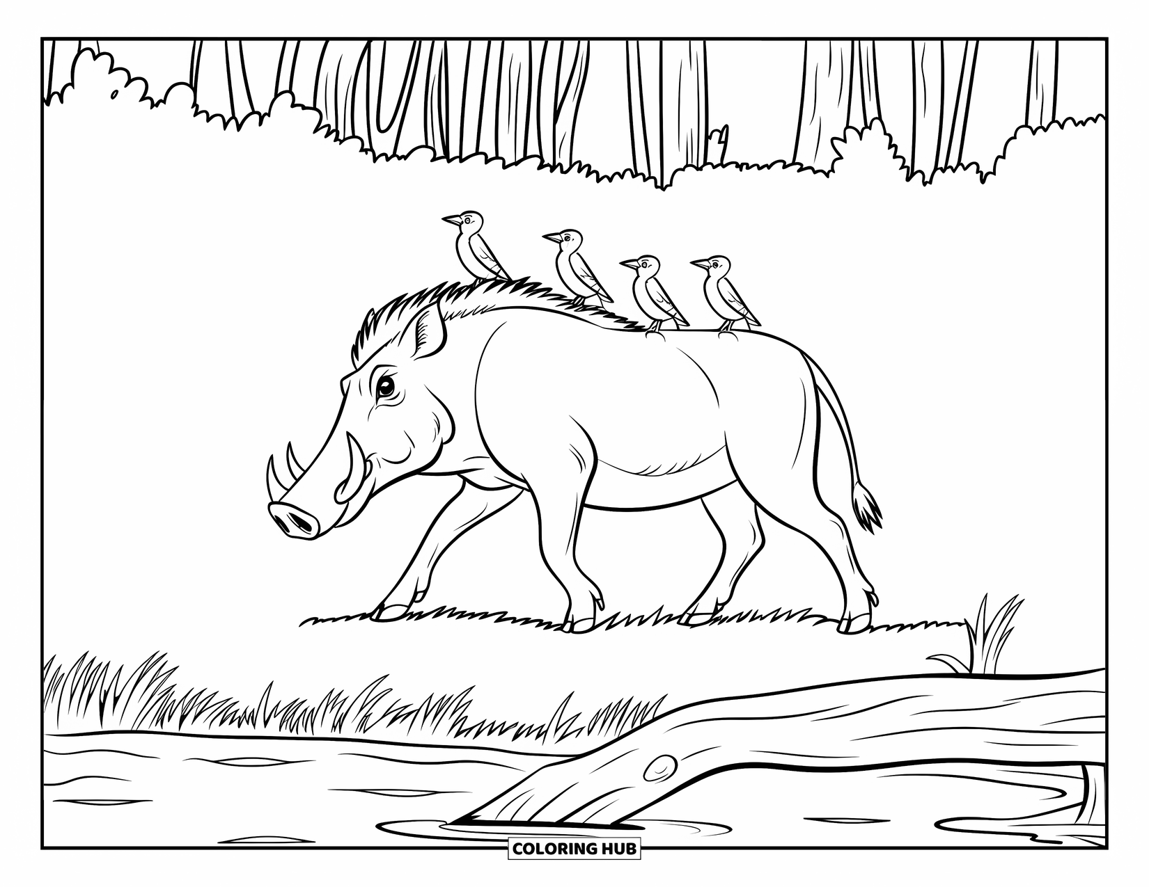 Safari Animal Coloring Page for Kids: A strong warthog trotting by water with birds riding on its back
