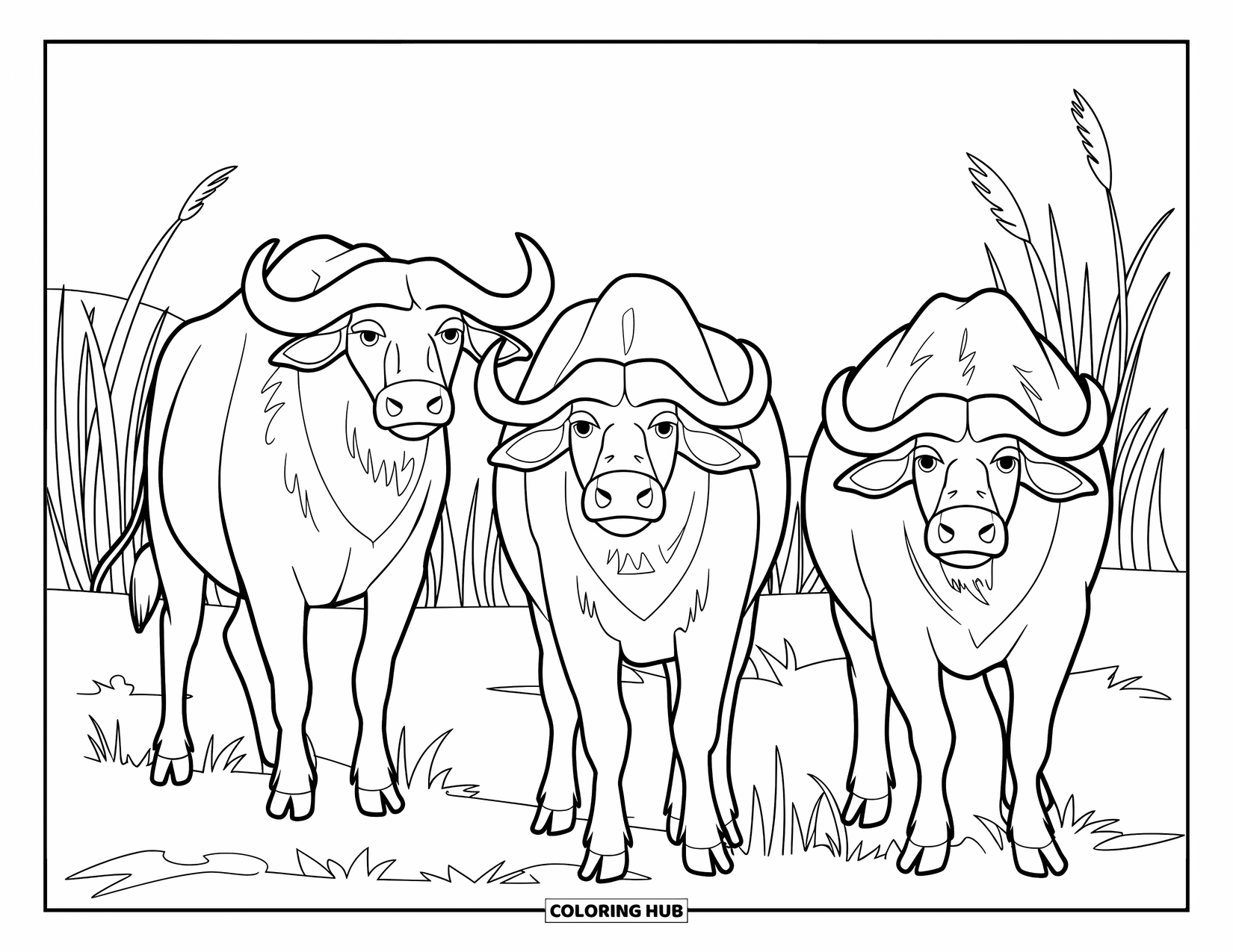 Safari Animal Coloring Page for Kids: Three buffalos standing in grass with their heads raised in the savannah