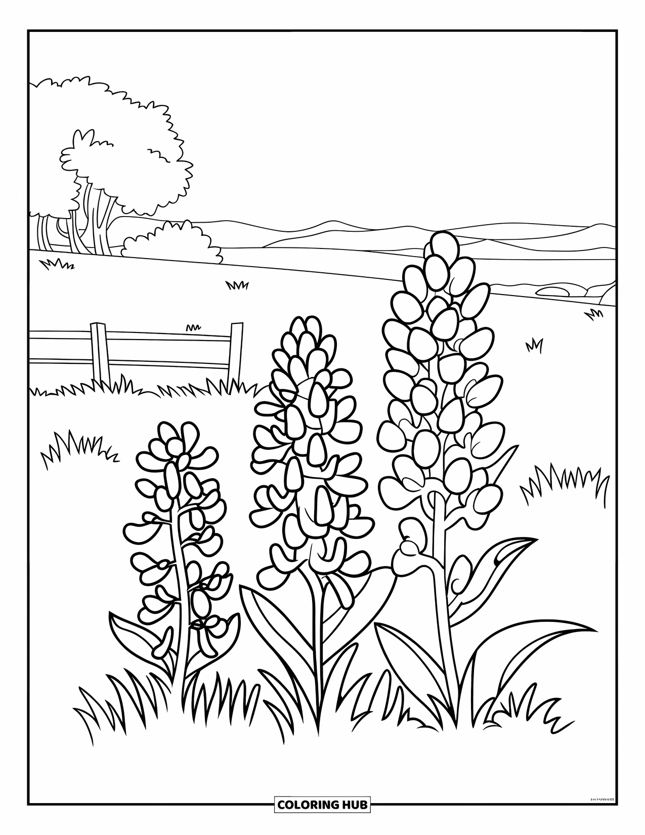 Texas Coloring Page for Kids: A few bluebonnets grow beside a fence in a wide open Texas field