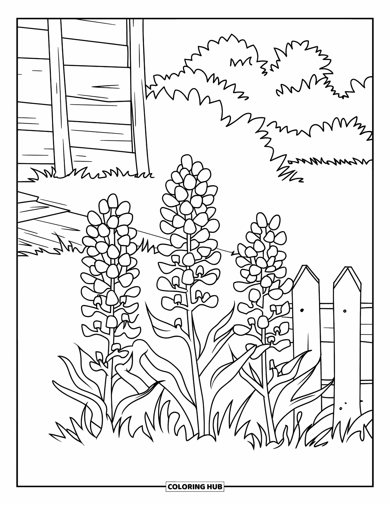 Texas Coloring Page for Kids: Three bluebonnets bloom near a small fence with trees and a rustic building behind