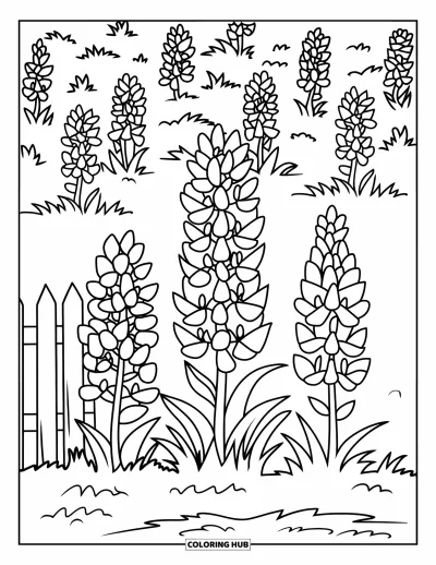 Coloriage du Texas pour enfants : Trois jacinthes sauvages fleurissent près d'une clôture en bois dans un grand champ fleuri