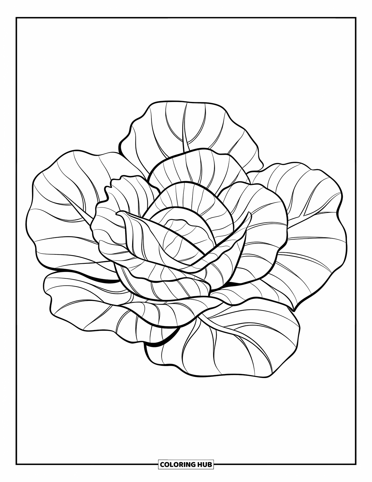 Vegetable Coloring Page for Kids: Cabbage sits at the center with bold swirls and clean lines for a clear look