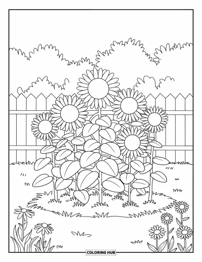 Dibujo del color amarillo para colorear para niños: Un grupo de girasoles crece en un jardín rodeado de valla y hierba