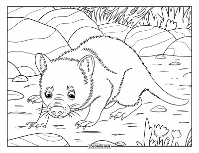 Coloriage d'Australie pour enfants : Un diable de Tasmanie au large museau explore des rochers et des buissons