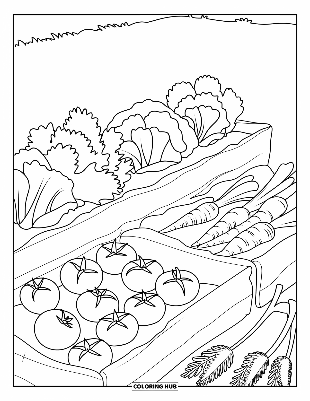 Gardening Coloring Page for Kids: Rows of tomatoes, lettuce, and carrots in a tidy patch
