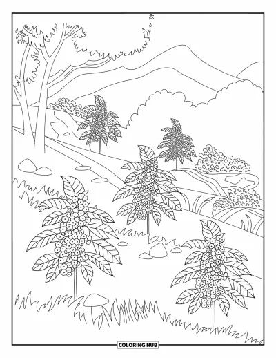 Coloriage du Guatemala pour enfants : Des caféiers poussent sur une colline boisée du Guatemala