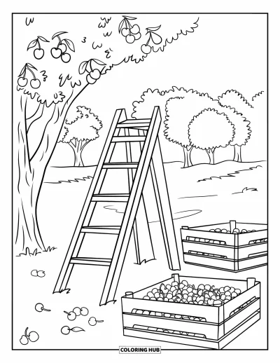 Coloriage du Michigan pour enfants : Verger de cerisiers avec une échelle contre un arbre et des caisses de cerises
