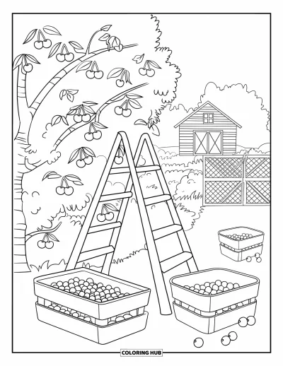 Coloriage du Michigan pour enfants : Verger de cerisiers avec une échelle, des caisses et vue sur une grange rouge