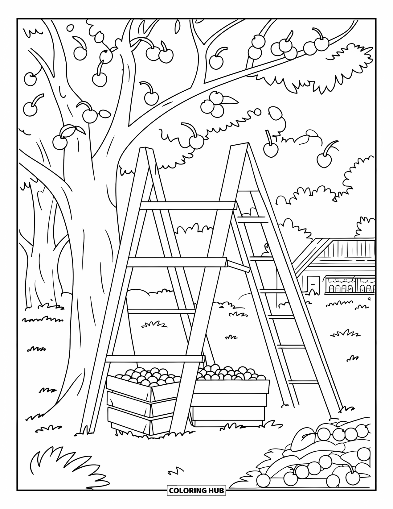 Michigan Coloring Page for Kids: Cherry picking in an orchard with ladder and crates