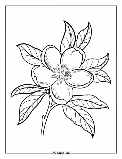 Coloriage du Michigan pour enfants : Fleur de pommier simple à colorier avec des pétales et des feuilles