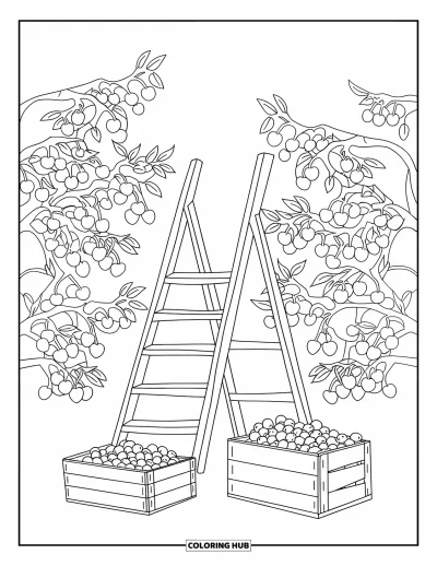 Coloriage du Michigan pour enfants : Scène de verger avec une échelle et des caisses sous des cerisiers