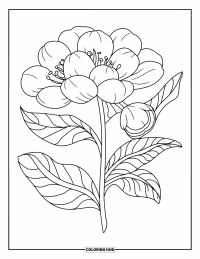 Coloriage du Michigan pour enfants : Fleur de pommier simple avec de larges pétales et des feuilles